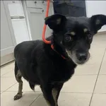 Znaleziono psa, Grudziądz, 15 stycznia 2026