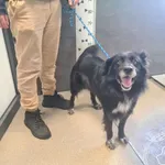 Znaleziono psa, Chełmek, 15 stycznia 2026