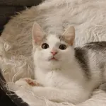 Kocurek poz. 25/946/K