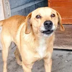 Pies do adopcji, Racibórz, 13 stycznia 2026