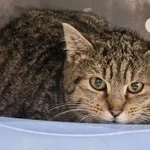 Kot do adopcji, Wrocław, 20 grudnia 2025