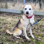 Znaleziono psa, Grudziądz, 12 października 2025