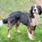 Znaleziono psa, Grudziądz, 23 października 2025