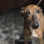 Pies do adopcji, Zgierz, 14 stycznia 2026