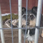 Pies do adopcji, Gorzów Wielkopolski, 10 stycznia 2026