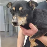 Znaleziono psa, Grudziądz, 15 stycznia 2026