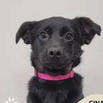 Pies do adopcji, Gdynia, 15 stycznia 2026