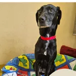 Znaleziono psa, Gdynia, 10 stycznia 2026