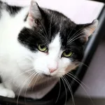 Kot do adopcji, Kraczkowa, 16 stycznia 2026