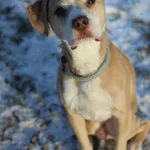 Pies do adopcji, Bydgoszcz, 15 stycznia 2026