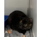 Znaleziono kota, Białystok, 15 stycznia 2026