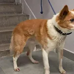 Znaleziono psa, Toruń, 15 stycznia 2026