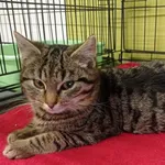 Kot do adopcji, Racibórz, 15 stycznia 2026