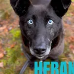 Pies do adopcji, Sosnowice, 25 listopada 2025