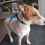 Znaleziono psa, Siedlce, 14 stycznia 2026