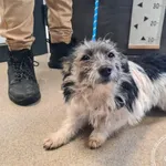 Znaleziono psa, Chełmek, 16 stycznia 2026