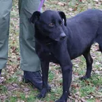 Pies do adopcji, Bełchatów, 23 kwietnia 2022