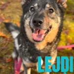 Pies do adopcji, Sosnowice, 19 listopada 2025