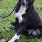 Pies do adopcji, Bełchatów, 29 listopada 2021