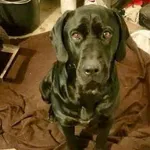 Pies do adopcji, Głowno, 17 stycznia 2026