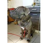 Znaleziono psa, Białystok, 17 stycznia 2026