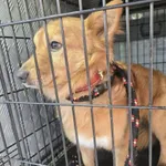 Znaleziono psa, Radom, 17 stycznia 2026