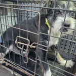 Znaleziono psa, Radom, 17 stycznia 2026