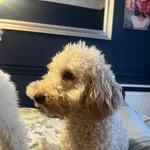 Zaginął mały pudel w lesie Rembertowskim