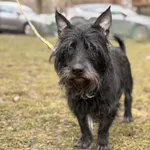 Pies do adopcji, Kraków, 3 stycznia 2026