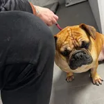 Znaleziono psa, Łódź, 17 stycznia 2026