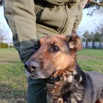 Pies do adopcji, Bełchatów, 27 października 2025