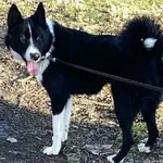 Pies do adopcji, Platerówka, 19 stycznia 2026