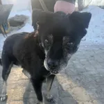 Pies do adopcji, Orzechowce, 19 stycznia 2026