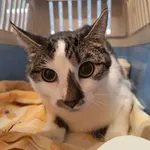 Znaleziono kota, Gdynia, 10 stycznia 2026