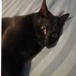 Zaginął kot, Łódź, 18 stycznia 2026