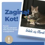 Zaginął kot, Tarnowskie Góry, 19 stycznia 2026