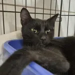 Znaleziono kota, Sosnowiec, 16 stycznia 2026