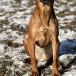 Pies do adopcji, Bydgoszcz, 19 stycznia 2026