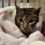 Znaleziono kota, Gdynia, 14 stycznia 2026