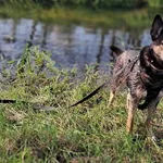 Pies do adopcji, Tatary, 18 października 2017