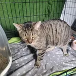 Znaleziono kota, Sosnowiec, 15 stycznia 2026