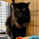 Kot do adopcji, Gdynia, 19 stycznia 2026