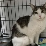 Znaleziono kota, Sosnowiec, 16 stycznia 2026