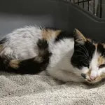 Znaleziono kota, Sosnowiec, 16 stycznia 2026