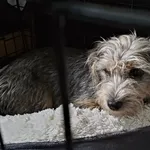 Znaleziono psa, Lublin, 17 stycznia 2026