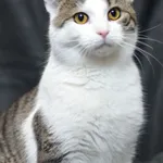 Znaleziono kota, Sosnowiec, 16 stycznia 2026