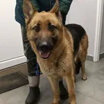 Znaleziono psa, Toruń, 17 stycznia 2026