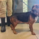 Przyjęty: 2026-01-18 Gmina: Żywiec Płeć: Pies Opis: w typie gończy polski, tricolor