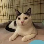 Znaleziono kota, Gdynia, 12 stycznia 2026