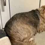 Znaleziono psa, Lublin, 18 stycznia 2026